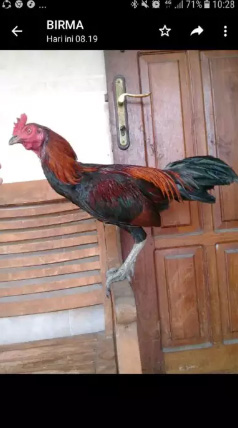 Ayam birma fatih faram