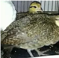 Ayam Hutan Hijau Anakan1