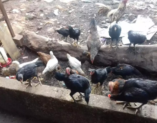 20 Ekor Ayam Kampung Siap Konsumsi // Siap Panen