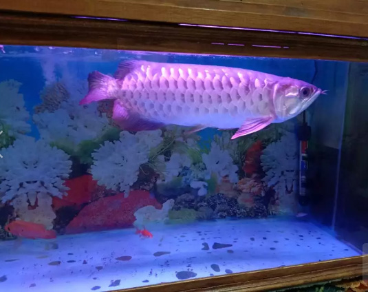 Ikan Arwana Golden Red Uk 45CM