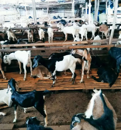 Kambing Aqiqah Murah, Syar'i dan berpengalaman