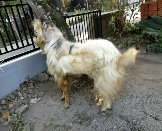 Kambing & domba aqiqoh