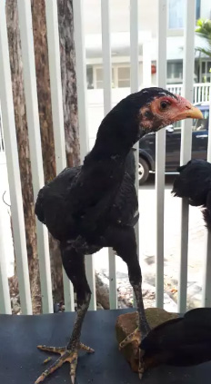 Anak Ayam Bangkok Umur 2.5 bulan