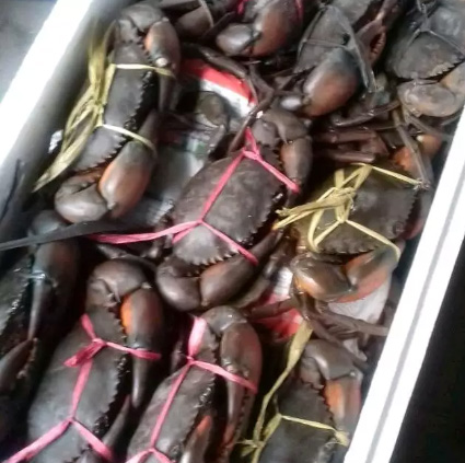 Udang kipas( slipper lobster) dan kepiting bakau maluku
