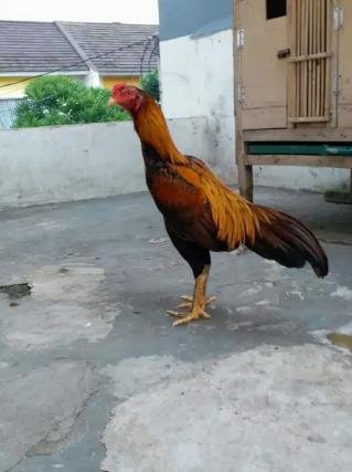 Ayam cisarua farm Lancuran MaGon, masuk6 bulan