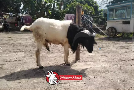 Aqiqah Domba dan Kambing Siap Saji Hikmah Rama Bandung