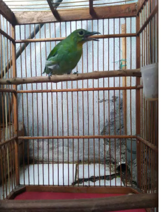 Burung Trotol Gambling Full Set