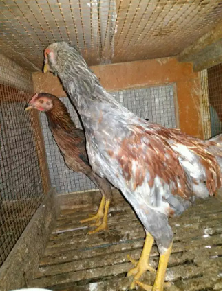 Ayam adu mangon sepasang umur 4 bulanan