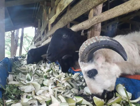 Jual Kambing Aqiqah Free Ongkir wilayah bandung