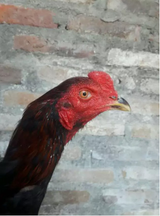 Ayam Kampung Ukuran Sedang // 5 Ekor // Siap Jd Ayam Bakar