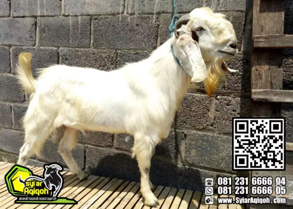 Jual Kambing Surabaya Sidoarjo Gresik 2019