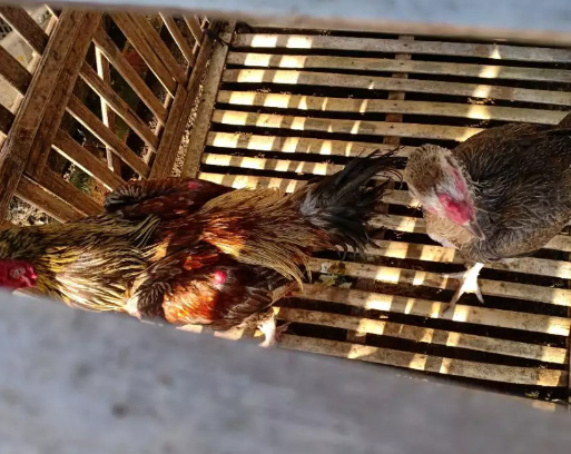 Indukan Ayam Birma Ori Kaki Ijo Kuku Item Borongan 3 Betina 1 Jantan