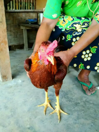 Ayam Siam Birma