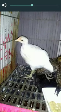 Ayam Bekisar Putih ( Bekiput )