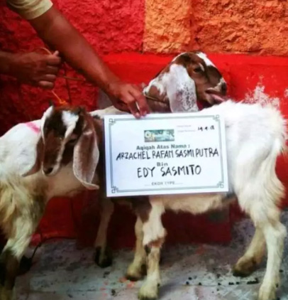Kambing Aqiqah Jantan dan Terima Gratis Masak dan Antar sampai Tujuan