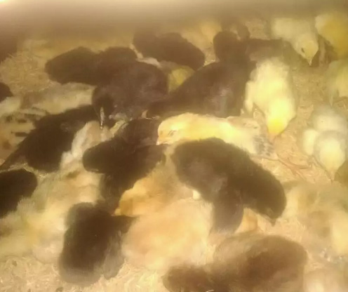 DOC Ayam Kampung Super