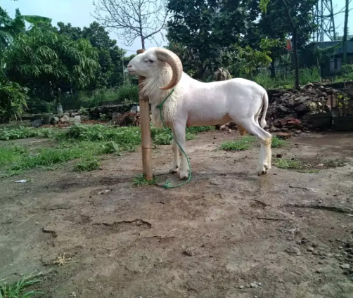 Domba Aqiqah Bandung, Aqiqah Murah Siap Saji Bandung dan Kab Bandung