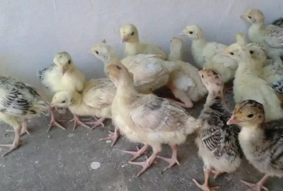 Jual anak ayam kalkun umur 15 hari satu ekor Rp 60 000