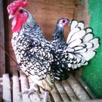 Ayam batik itali spsng bertelor