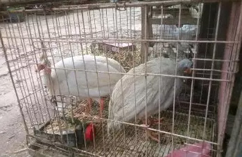 Ayam mutiara albino spsng sda indukan