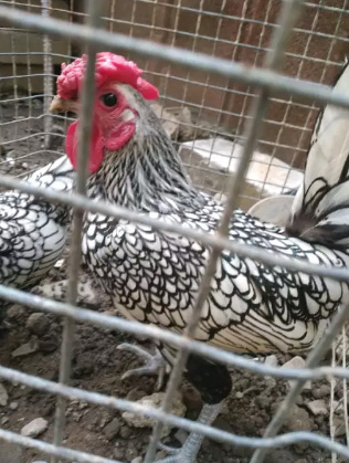 Ayam hias Batik itali sepasang lagi nelor