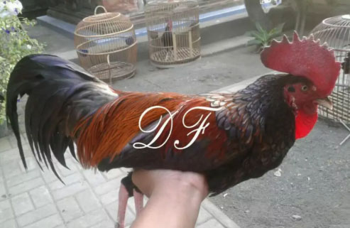 ayam bekisar biing brahma dewasa