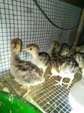 Kalkun anakan bronze /ekor