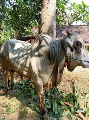 Sapi jowo tulen siap qurban