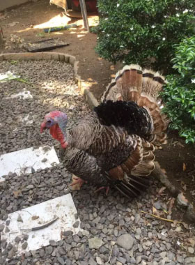 Ayam Kalkun Dewasa Dan Remaja