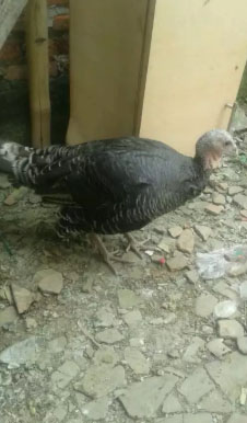 Ayam kalkun betina mapan