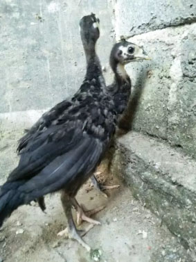 Kalkun anakan black spanish sepasang