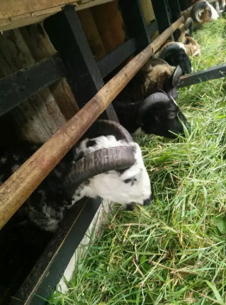 Domba Aqiqah dan Hewan Qurban Bandung