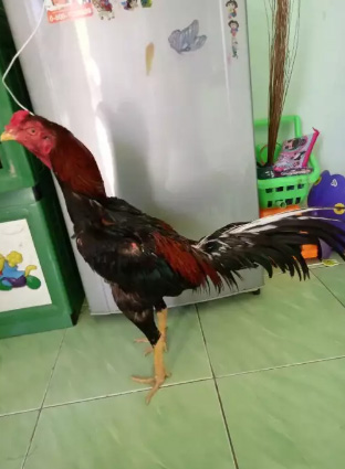 Ayam Bangkok uk 6,5