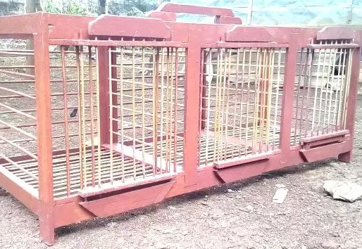 Kandang burung merpati / dongdang