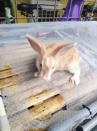 Dijual cepat Burung Anis Punglor Kembang Istimewah