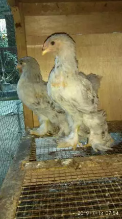 Ayam brahma sepasang 2 bulan