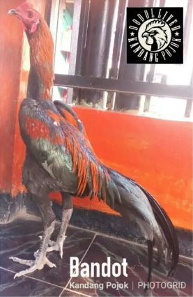 Ayam maghonthai kaki biru totol item