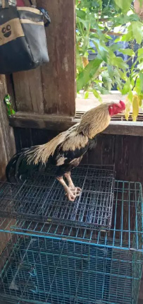 Ayam hias bangkok widu