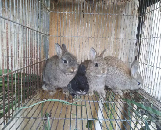 Kelinci netherland dwarf