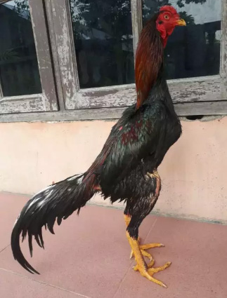 Ayam birkok tempel pukul