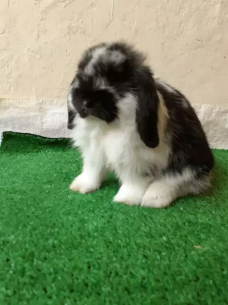 Kelinci holland lopp jenis broken black umur 2,5bulan