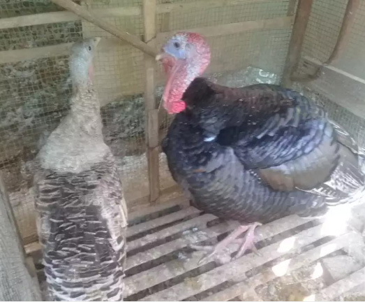Kalkun sepasang produksi umur 1tahun