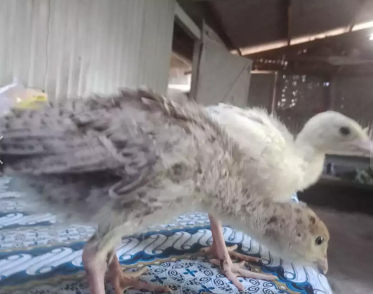 Anakan ayam kalkun bronze karo putih