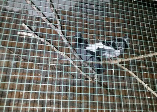 Di jual 3 ekor peliharaan burung merpati.2 megan cowok,1gambir cewek