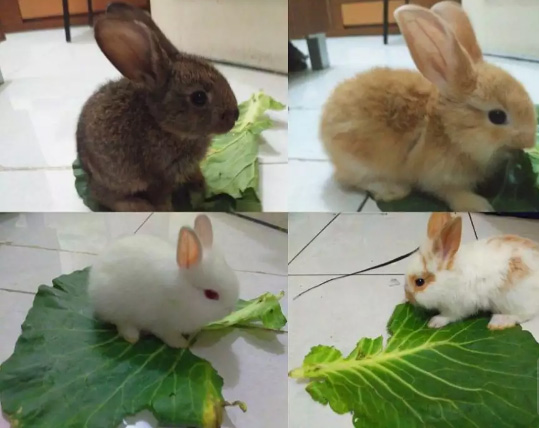 Kelinci Lokal Anak Hias Lucu