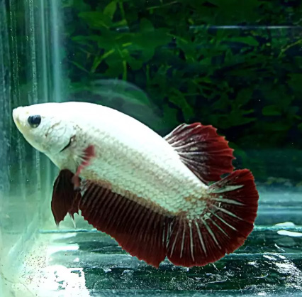 Ikan cupang Red Dragon. ready male & female