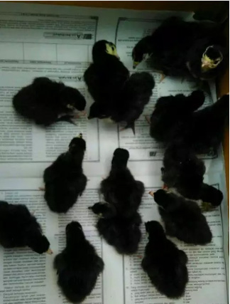 Anak Ayam Kalkun Hitam Black Spanish (BS) GRATIS Ongkos Kirim