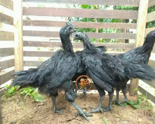 Berbagai macam ayam hias Cemani Bantam cochin Kalkun