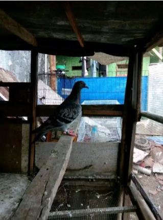 Merpati Pos Cewean / burung dara