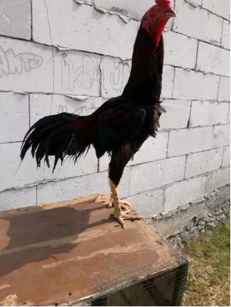Ayam bangkok jalu 4 ukuran 6